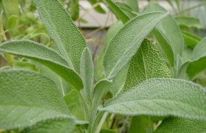 Anca Daniela Raiciu – Iată planta care atrage banii în casa ta!