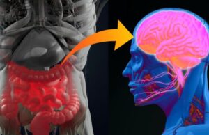 Tulburările cognitive și balonarea constantă – o legătură pusă pe seama „psihobiomului”