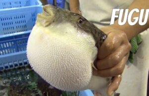 Ce este fugu, un pește care se servește cu multă frică alături