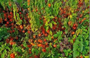 Physalis, un fruct–legumă medicament