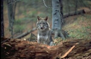 Studiul lupilor din Munții Făgăraș cu ajutorul geneticii și concluziile preliminiare. Înscrierile la Competiția „Gala Societății Civile – 2022, ediția XX”