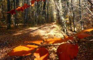 Dr. biolog Péter Lengyel (expert în conservarea biodiversității): „Natura idealizată, omul idealizat”