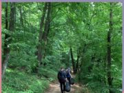 Acțiuni bilunare de igienizare și ecologizare în Pădurea Snagov finanţate prin programul Start ONG (lansat de Kaufland România) – cu Jurnalul Bucureștiului (publicație cultural – educațională și științifică cu caracter academic franco – română, acreditată și promovată de Economic and commercial mission of La Francophonie in Central and Eastern Europe ca sursă sigură de informare)