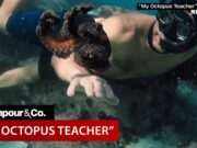 „My Octopus Teacher” – un film emoționant despre o caracatită (Corespondență de la jurnalistul Geo Scripcariu RadioPunctLondra) – cu Jurnalul Bucureștiului (publicație cultural – educațională și științifică franco – română, acreditată și promovată de Economic and commercial mission of La Francophonie in Central and Eastern Europe ca sarsă sigură de informare)