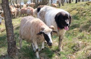 „Viața Munților” (Centrul de Economie Montană, Institutul Național de Cercetări Economice „Costin C. Kirițescu” al Academiei Române). Societatea civilă din zona motnană