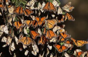 Dr. biolog Peter Lengyel (expert științific în conservarea biodiversității): „Educația naturalistică și Citizen Science” (Science Citoyenne/La science participative/Știința participativă) – cu Jurnalul Bucureștiului (publicație cultural – educațională și științifică franco – română cu caracter academic al CUFR – Centre of French Graduate and Postgraduate advice, education and R&D)