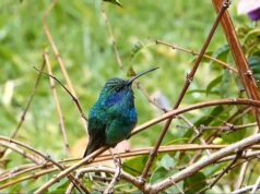 Frumusețea matematică a fizicii teoretice. Modelizarea matematică a mecanismului de zbor al păsării Colibri cu aplicații în Mecatronică și Nanomecanică. Subiect propus la Concursul de Admitere în celebrele și prestigioasele școli superioare franceze de înalte studii științifice Normale Sup’ (ENS, Școala Normală Superioară) și inginerești X (Polytechnique – Școala Politehnică), unice și fără echivalent academic în lume – cu Jurnalul Bucureștiului (publicație cultural – educațională și științifică franco – română, acreditată și promovată de Economic and commercial mission of La Francophonie in Central and Eastern Europe)