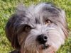 Scrisoare deschisă D-lui Onoriu–Aurelian Velican, primarul comunei Hărman (Zona Metropolitană Brașov). „Canis lupus familiaris” circulă în comună, încă, în libertate (fără stăpân, fără lesă, fără zgardă etc) și face victime – Jurnalul Bucureștiului – publicație cultural – educațională și științifică franco – română cu caracter academic, acreditată și promovată de Economic and commercial mission of La Francophonie in Central and Eastern Europe)