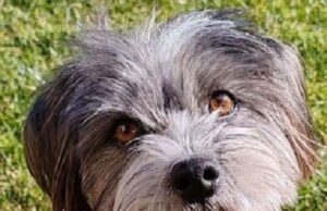 Scrisoare deschisă D-lui Onoriu–Aurelian Velican, primarul comunei Hărman (Zona Metropolitană Brașov). „Canis lupus familiaris” circulă în comună, încă, în libertate (fără stăpân, fără lesă, fără zgardă etc) și face victime – Jurnalul Bucureștiului – publicație cultural – educațională și științifică franco – română cu caracter academic, acreditată și promovată de Economic and commercial mission of La Francophonie in Central and Eastern Europe)